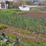 hort ecosolidari